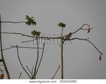 Rufous Treepie Bird On Silk Cotton Tree