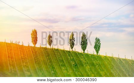 Austria Vineyards Sulztal Leibnitz Area South Styria, Wine Country. Sunny Landscape Of Famous Touris