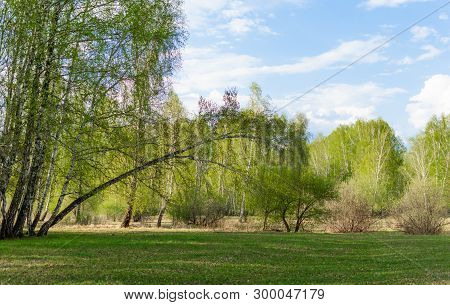 Spring Fresh Young Blooming Green Branch Leaves From The Buds Of A Tree On A Blurred Background