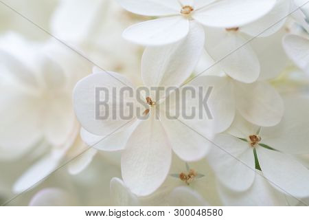 Beautiful Blossom Of White Hydrangea / Hortensia In A Garden, Close Up. A Lot Of White Small Flowers
