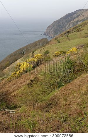 Elwill Bay, Trentishoe, North Devon Coast 
South West Coast Path