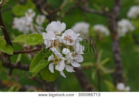 Dogwood Flowers Blooming In The Beautiful Town Of Balzers In Liechtenstein