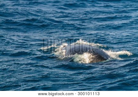 The Blow Hole Of A Southern Right Whale -eubalaena Australis- Surfacing In The South Atlantic Ocean.