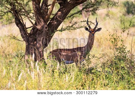 The Gazelle Gerenuk In The Savannah Of Kenya