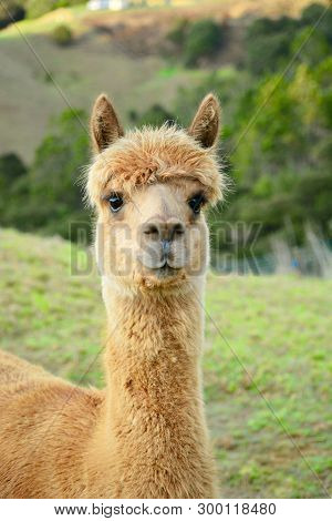 A Portrait Of An Alpaca (vicugna Pacos), Posing For The Photo.  This Is A Species Of South American 