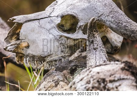 Creepy Nature Landscape Of A Dead Animal. Skull Lying On The Stone In A Savanna, African Dangerous P