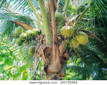 Trees In The Tropical Forest Of Southeast Asia