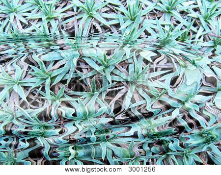 Feuille