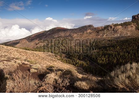 Generic Vegetation, Growing In The Tuf In The Teide National Park In The Spring. Areas Riminding Moo