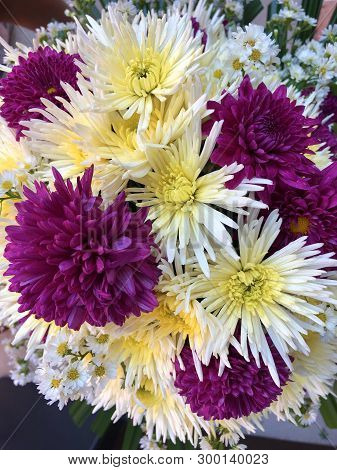 Purple And White Chrysanthemum Flower Fresh And Blooming In Outdoor Garden With Natural Background.