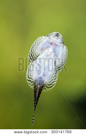 A Perline Liquid Sucker, Fish On The Aquarium Disc