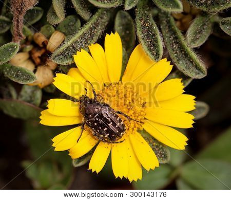 A Bug Or Beetle On A Plant