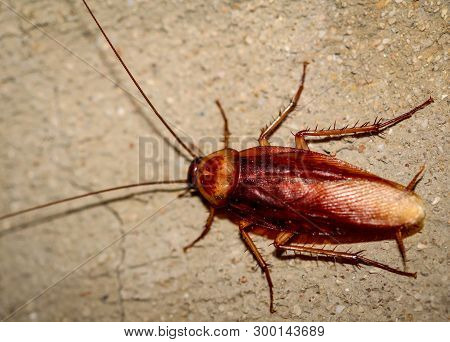 There Is A Cockroach Runs Up A Wall