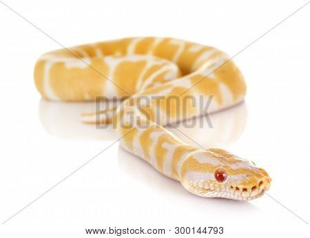 Ball Python In Front Of White Background
