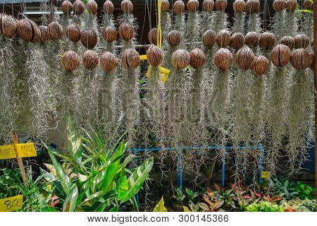Spanish Moss Hanging For Sale In A Local Plant Shop. Plant And Flower Market In Bang Kachao, Thailan