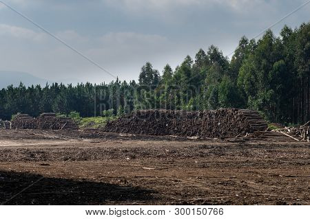 Stacks Of Timber In A Eucalyptus Plantation, Natal Midlands, South Africa.