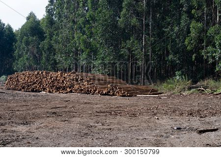 Stacks Of Timber In A Eucalyptus Plantation, Natal Midlands, South Africa.