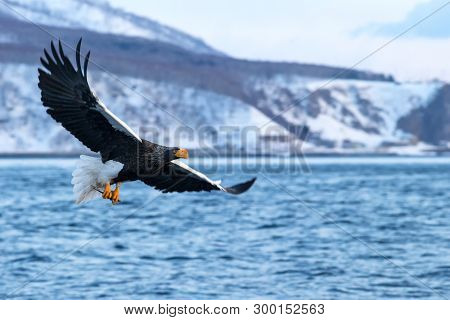 Steller's Sea Eagle  In Flight, Eagle With A Fish Which Has Been Just Plucked From The Water In Hokk