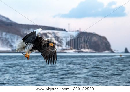 Steller's Sea Eagle  In Flight, Eagle With A Fish Which Has Been Just Plucked From The Water In Hokk