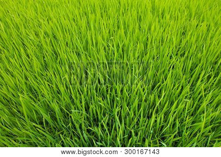 Bright Green Padi Grass At Sekinchan, Malaysia