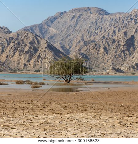 A Lone Green Tree In A Flooded Wadi Or Lake In The United Arab Emirates (uae) Aafter A Flood And Sto