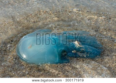 Blue Blubber (or Jelly Blubber) Jellyfish (catostylus Mosaicus) Wash Up On Shore During The Jellyfis