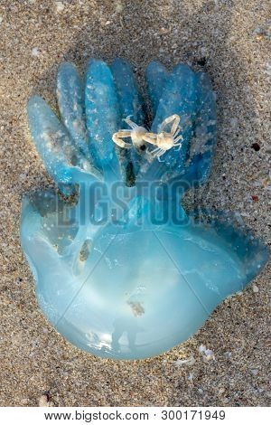 Blue Blubber (or Jelly Blubber) Jellyfish (catostylus Mosaicus) Wash Up On Shore During The Jellyfis