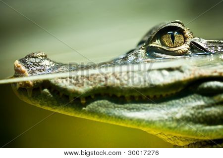 Caiman crocodilus ในน้ำ...