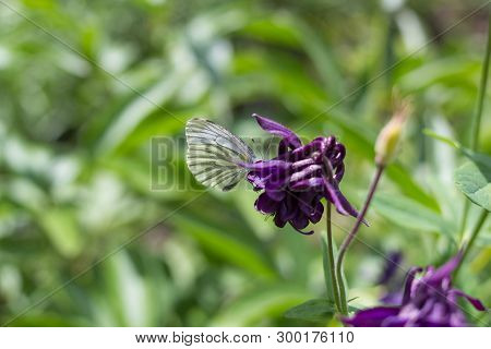 Butterfly Leptidea, White Butterfly Sitting On A Violet Flower In The Garden