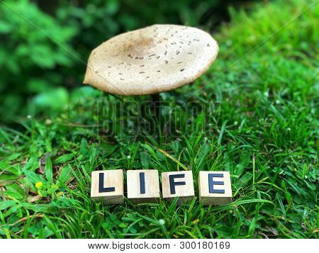 Motivational And Inspirational Word - Life Written On Wooden Blocks. Blurred Styled Background.