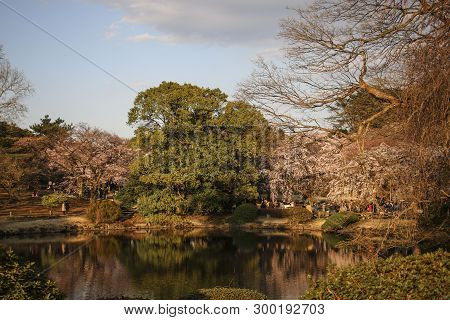 Lake In Shinjuku Gyoen National Garden. Shinjuku Gyoen Is The Best Places In Tokyo To See Sakura Blo