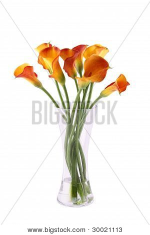 Calla