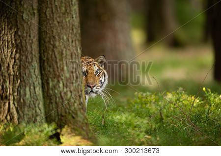 Tiger Peeping From Behind A Tree. Dangerou Animal In The Forest. Siberian Tiger, Panthera Tigris Alt