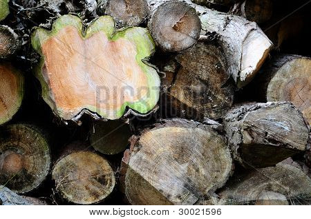 Nærbillede af nogle gamle rådnende Logs
