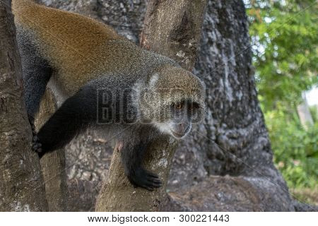 Sykes Monkey (cercopithecus Albogularis),close-up In Forest. Zanzibar.
