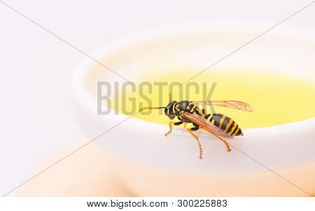 Natural Honey And Bee Close Up. Bee Or Wasp On Cup Of Honey White Background. Healthy Food And Lifes