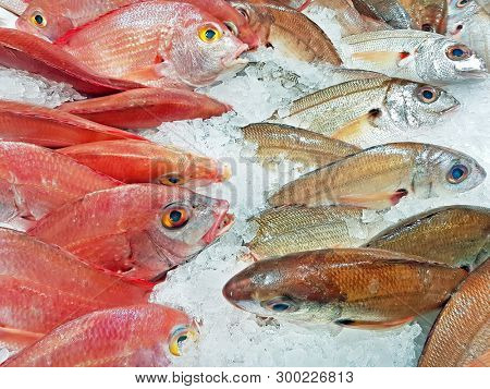 Cachucho and Sea bream for sale