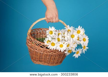 Сhamomile Flowers In The Wicker Basket In Hand On Blue Background