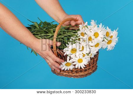Сhamomile Flowers In The Wicker Basket In Hand On Blue Background