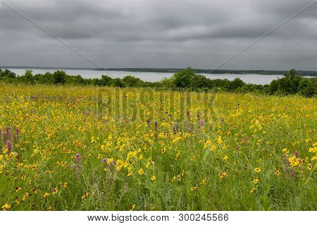 A Beautiful Meadow Covered In A Blanket Of Yellow Golden Tickseed And Pink Giant Indian Paintbrush F