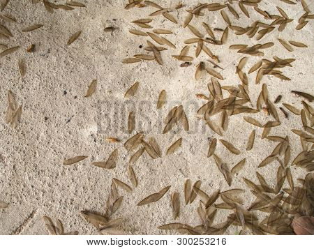 Moths Are Flying In To Swarm Around The Lamps During The Time Of Rain. Mayfly   Drop Down To The Flo