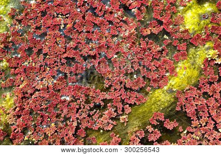 colorful red azolla floating of the river at winter at Wujie , Nantou, Taiwan