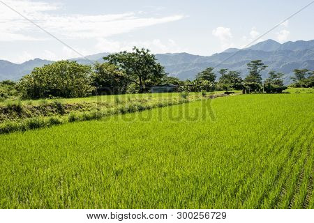 landscape of green paddy farm at countryside