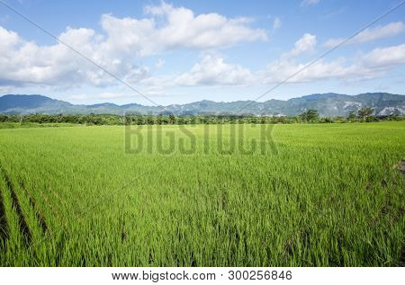 landscape of green paddy farm at countryside