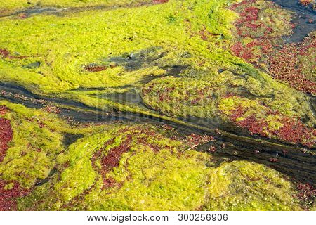 colorful red azolla floating of the river at winter at Wujie , Nantou, Taiwan