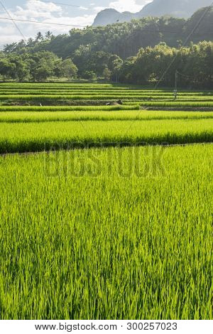 landscape of green paddy farm at countryside