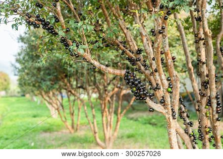 jaboticaba tree with fruits at the farm
