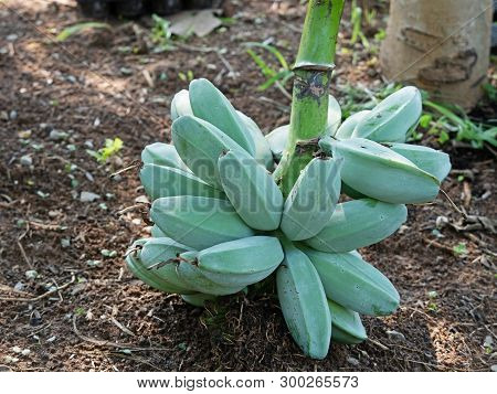 Closeup Bunch Of Raw Saba Bananas On The Ground