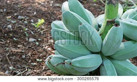 Closeup Bunch Of Raw Saba Bananas On The Ground