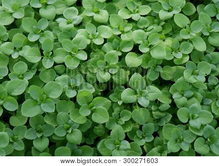 Chickweed , Stellaria Media. Young Taste Very Gently With Flavor Of Nuts. You Can Use Them In Fresh 